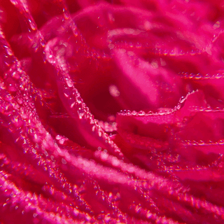 Rose Wellbeing Shower Gel